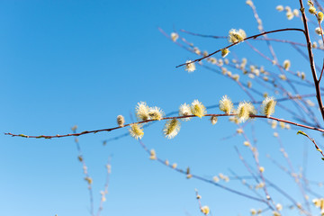 Sprig of blossoming willow against the blue sky in the spring for Easter.