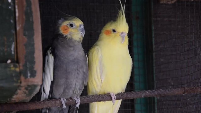 Parrotlets in a cage