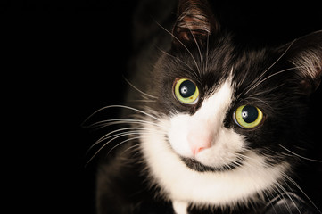 A black and white cat with a charming look and green eyes is lying on a chair. The concept of pets and love of animals.