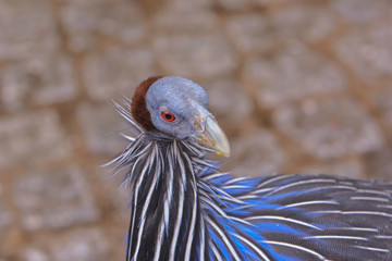 Geierperlhuhn
