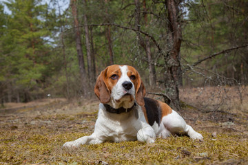 dog, beagle, outdoor