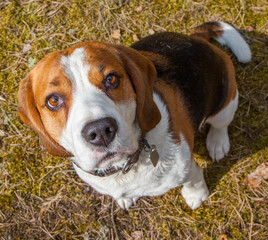 dog, beagle, outdoor