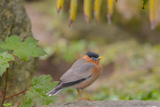 Pagodenstare