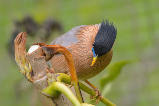 Pagodenstare