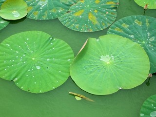 Waterlily