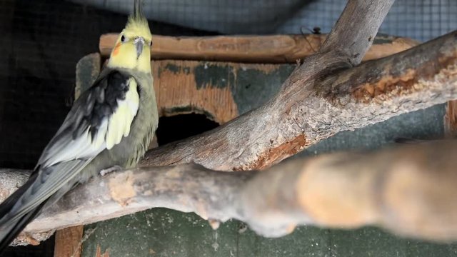 Grey parrotlet in a cage