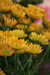 Chrysanthemum Morifolim 
