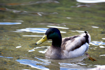 Male mallard duck (Anas platyrhynchos) swimming