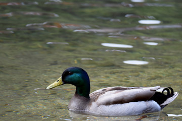 Male mallard duck (Anas platyrhynchos) swimming