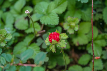 Berry strawberry in the Park of the sanatorium 