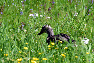 Female mallard (Anas platyrhynchos) among flowers in a field