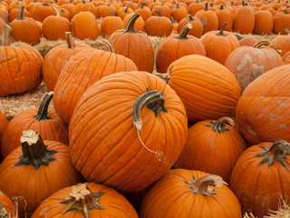 Pile of Pumpkins