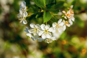 Beautiful white flowers on blooming cherry branch