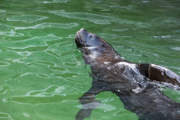 Seals float in water with a nose of water.