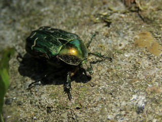 Bug 