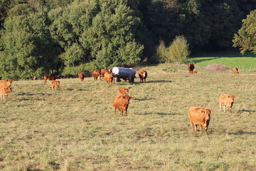 Herde auf der Weide