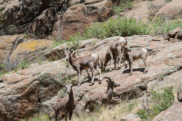 Colorado Rocky Mountain Bighorn Sheep