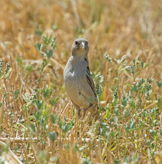 Fototapeta premium House sparrow stood in rural field meadow