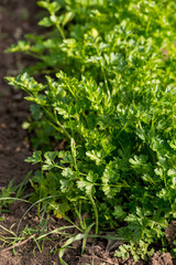 parsley grows