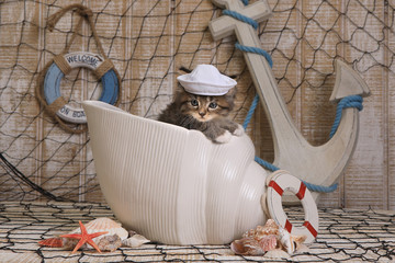 Kitten on Ocean Themed Background