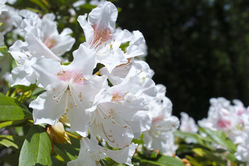 White Rhododendrons in suburban garden