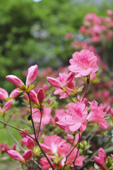 Pink Azaleas in suburban garden