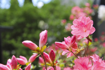 Pink Azaleas in suburban garden