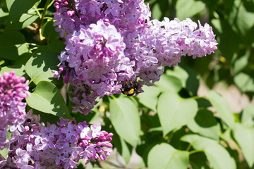 Bumblebee on Syringa Flowers