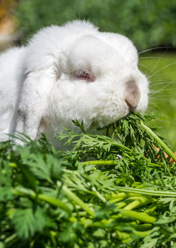 NHD Hase Frisst M&ouml;hrengr&uuml;n