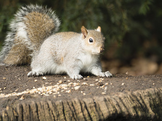 Close up Grey Squirrel (Sciurus Carolinensis) eating nuts at Clumba,Park Nottinghamshire 
