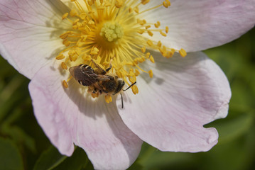 Rosa canina