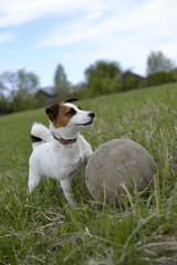 Dog the Jack Russell Terrier the rehouse with soccerball of gray color, against green meadow, the horizon