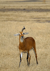 Unicorn, an Ugandan Kob in Queen Elizabeth National Park, Uganda
