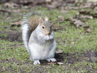 Naklejka na ściany i meble Close up Grey Squirrel (Sciurus Carolinensis) eating nuts at Clumba,Park Nottinghamshire 