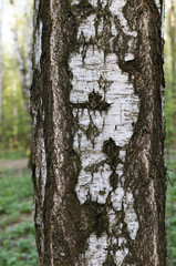 Birch bark, background