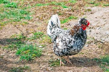 Chicken in speckled white black on a meadow in the village.