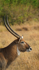 Ugandan Kob in Queen Elizabeth National Park, Uganda