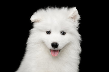 Portrait of Funny White Samoyed Puppy isolated on Black background, front view