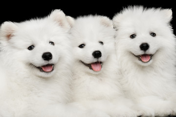 Close-up Three White Samoyed Puppies friendly Lying together isolated on Black background, front...