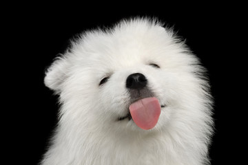 Cute White Samoyed Puppy Lick screen, showing tongue isolated on Black background, front view