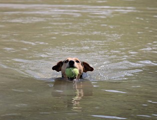 Hund bringt Ball aus dem Wasser