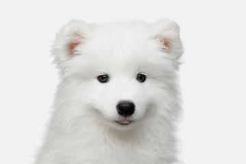 Portrait of Furry Samoyed Puppy isolated on White background, front view