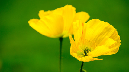 Big yellow flower before green background in a garden at springtime