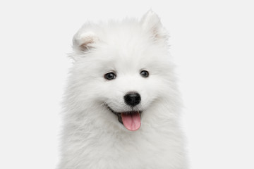 Portrait of Furry Samoyed Puppy isolated on White background, front view