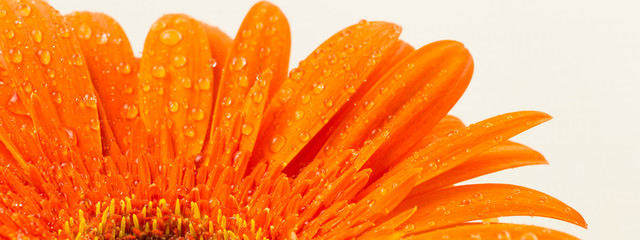 bright orange gerber in macro