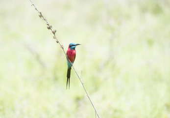 Northern Carmine Bee-eater (Merops nubicus) Perched on a Branch in Northern Tanzania