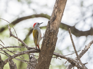Mountain Gray Woodpecker (Dendropicos spodocephalus) Perched on a Tree Trunk in Northern Tanzania