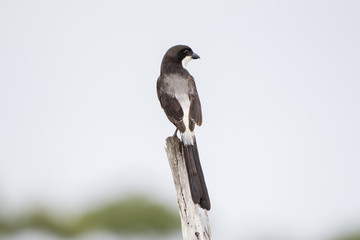 Long-tailed Fiscal (Lanius cabanisi) Perched on a Stump in Northern Tanzania