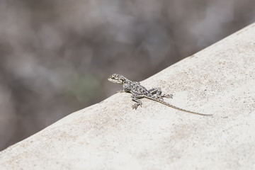 Red-headed Rock Agama (Agama agama) on Rock in Northern Tanzania
