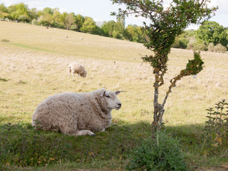 a sheep resting in the field outside in the uk up close in essex of constable country of the uk white and fluffy looking at camera